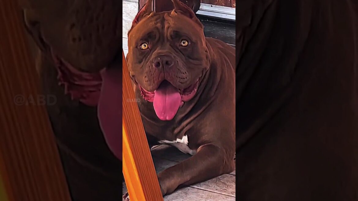 Top 5 my favourite dog🦮 breed || #shorts