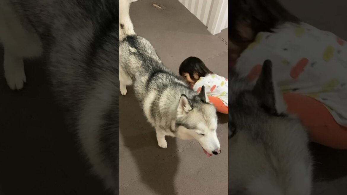 シベリアンハスキーのお腹を覗き込む2歳児 #shorts