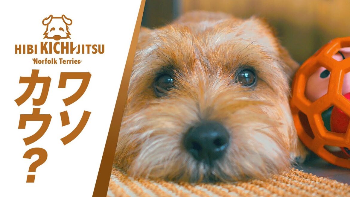 愛犬キチ もんときちの日常 weekend【 ノーフォークテリア kichi norfolkterrier  toypoodle】