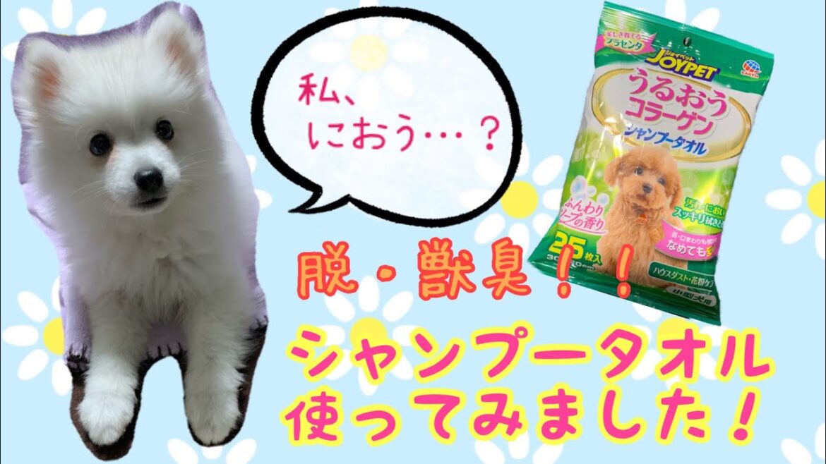 子犬のお手入れ！シャンプータオルでフワサラに【日本スピッツ　仔犬かえで】