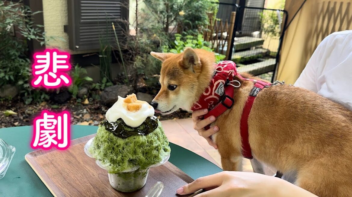 楽しみに来たはずのかき氷屋さんでまさかの悲劇にみまわれる柴犬…