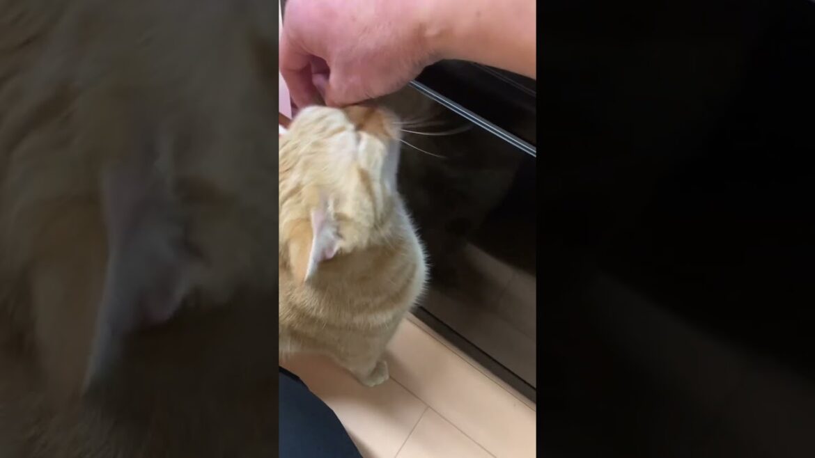 かまってちゃん ねこ　#cat #アメショ #アメリカンショートヘアー  うめ