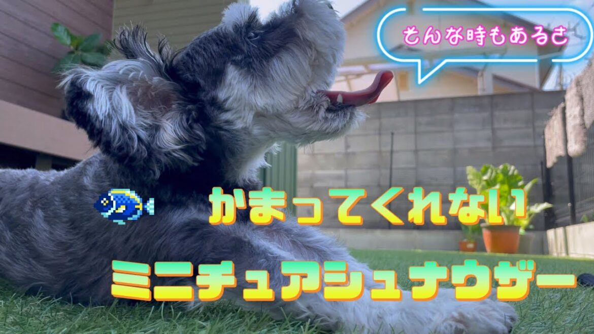 ちょっと面倒くさそうなミニチュアシュナウザー