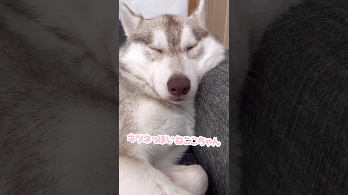 キツネみたいなシベリアンハスキー #シベリアンハスキー #ハスキー #ハスキー犬