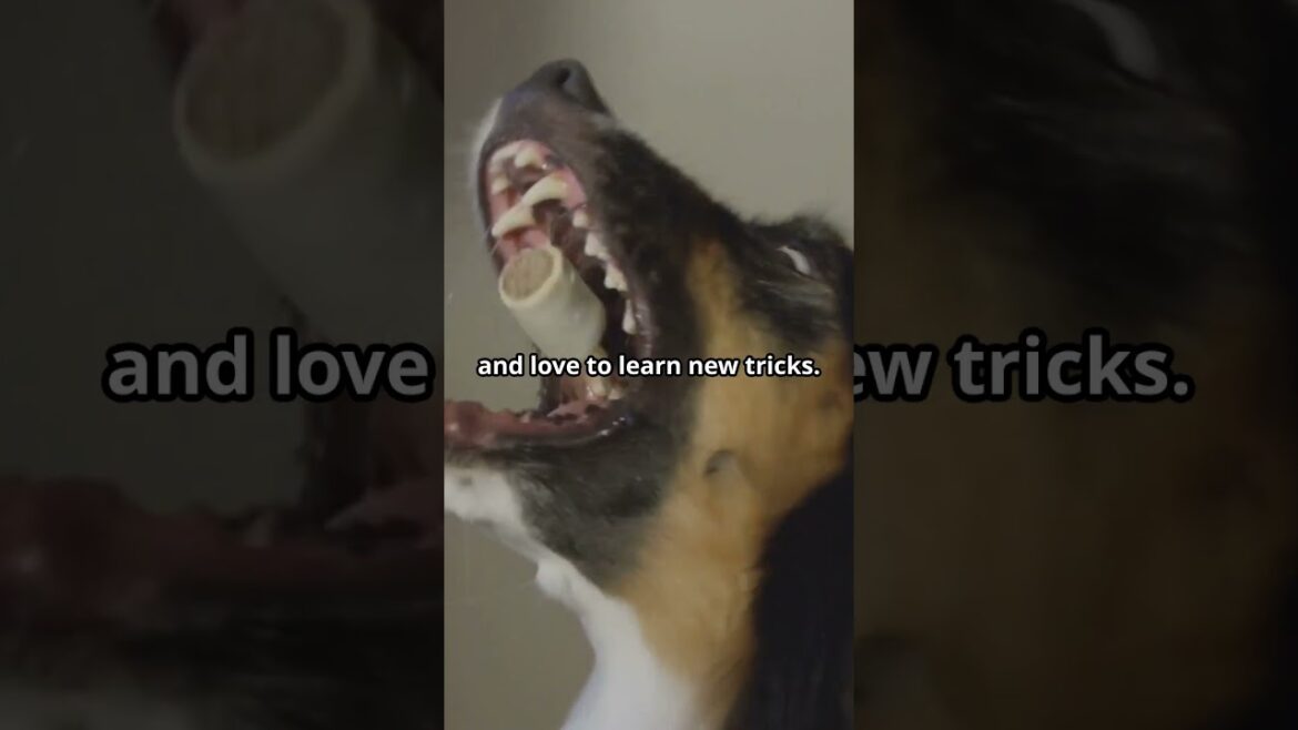 Meet the Genius of the Dog World: The Border Collie! 🧠🐕#shorts