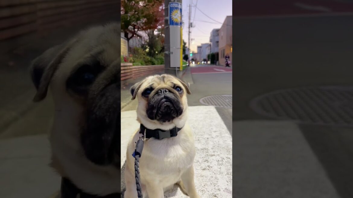 [パグ]信号待ちで固まる🐶ｶﾁﾝ 寝ぼけてる?🤨 (slow in the morning) #shorts