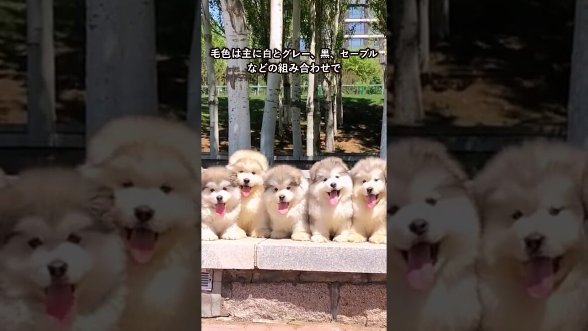 マラミュートの可愛さがわかる1分解説