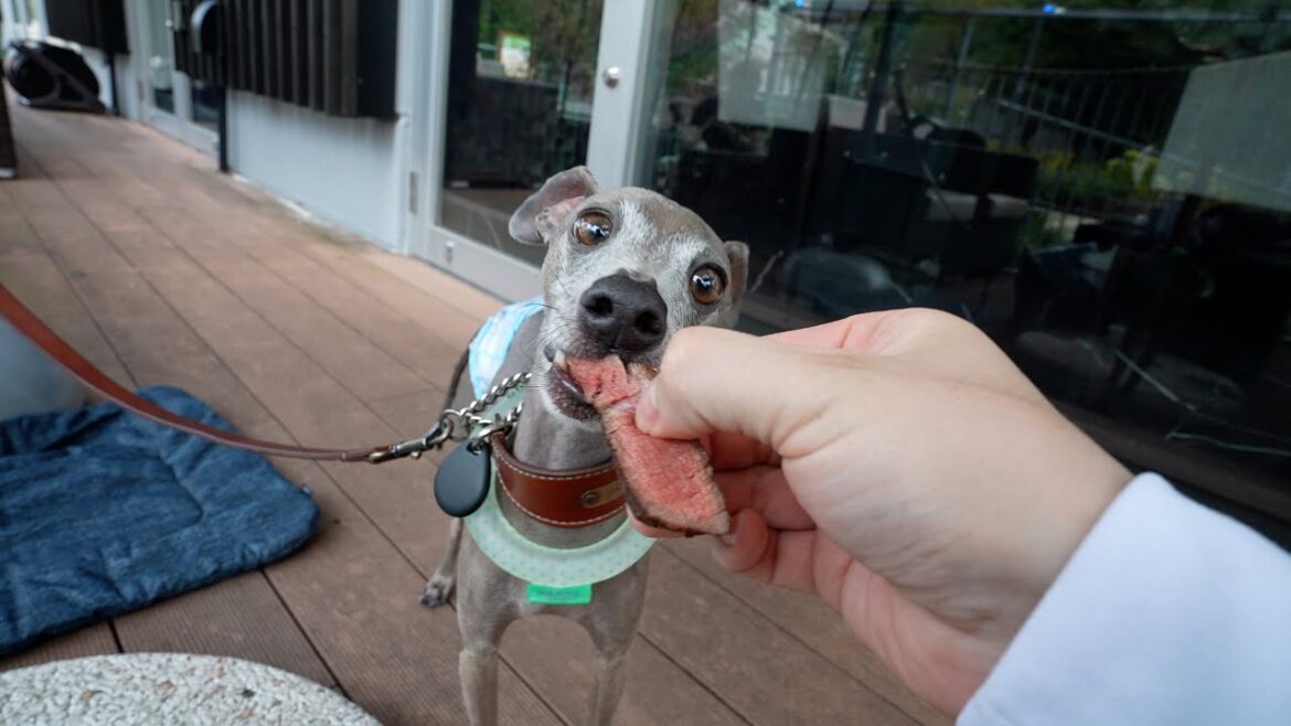 愛犬に高級焼肉屋さんで一番高い肉をプレゼントしたらwww【５歳の誕生日】