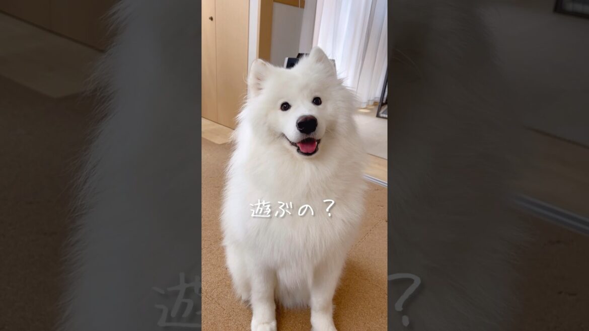 仕事中の可愛い誘惑 #サモエド #samoyed #大型犬 #癒し動画