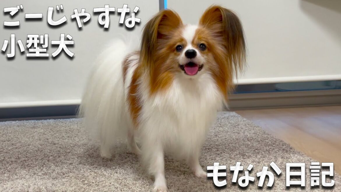 ゴージャスな小型犬をお探しの方。パピヨンなんていかがですか？#papillon #パピヨン#犬