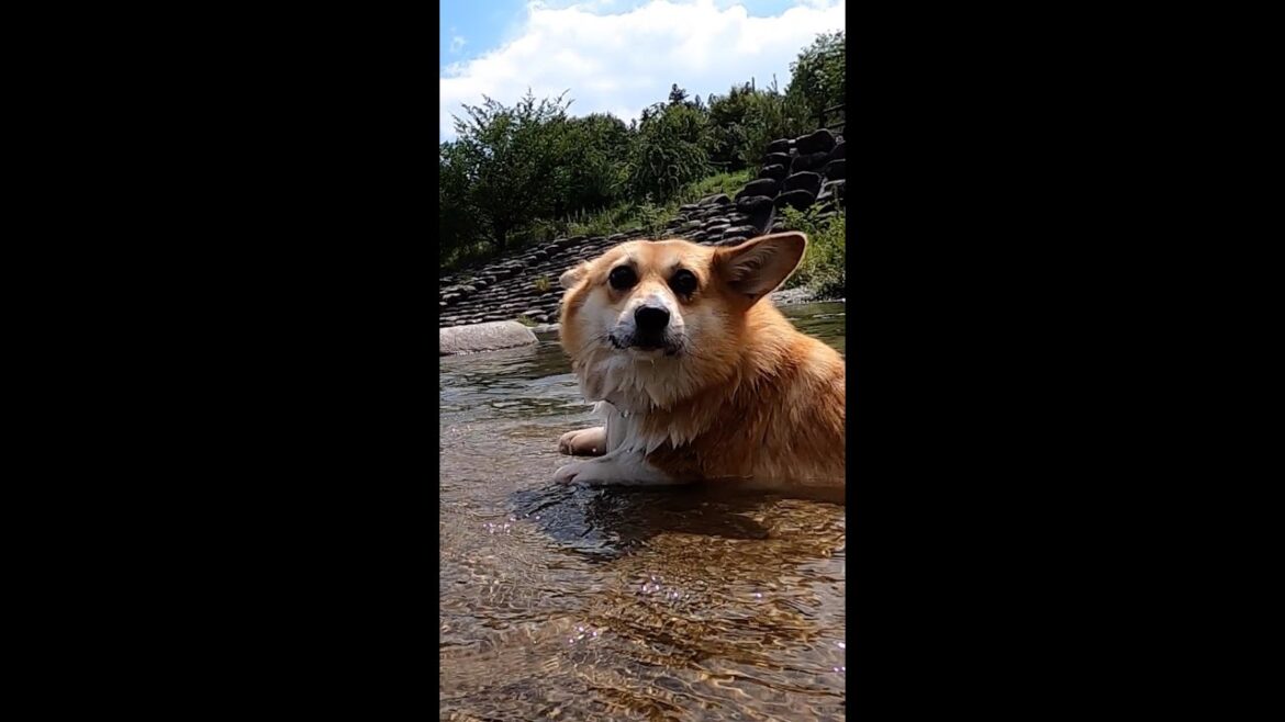 泳いで岩につかまるコーギー / Corgi swimming and holding onto a rock #コーギー #corgi #サクラ