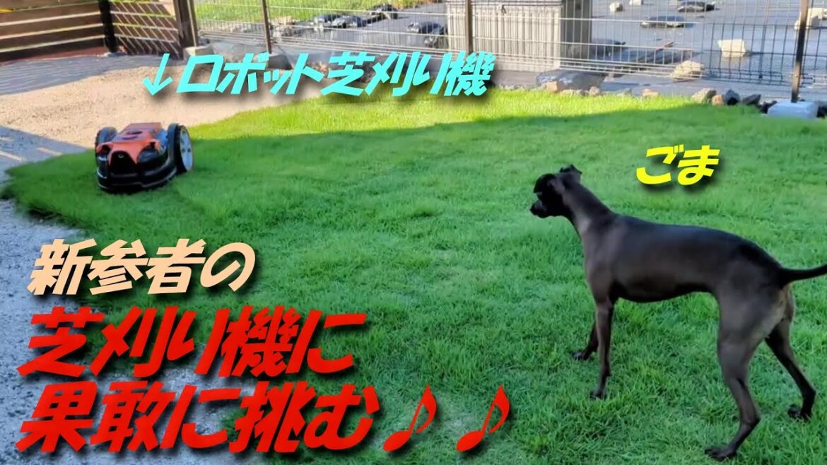 【イタグレ】ドッグランに現れた新参者にごまが挑む!?興味津々で話しかけていました♪