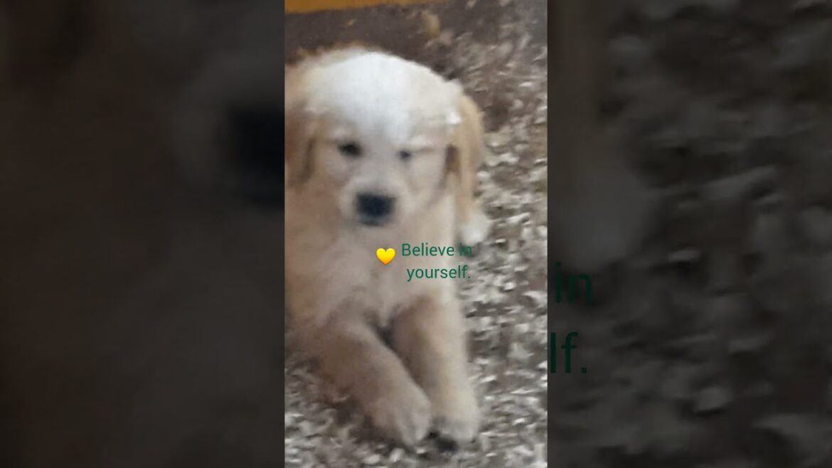 🐻 Hey YOU! 🎯👌 #puppyshort  #retrieverpuppies #goldadorpuppies #retrievermixedbreed