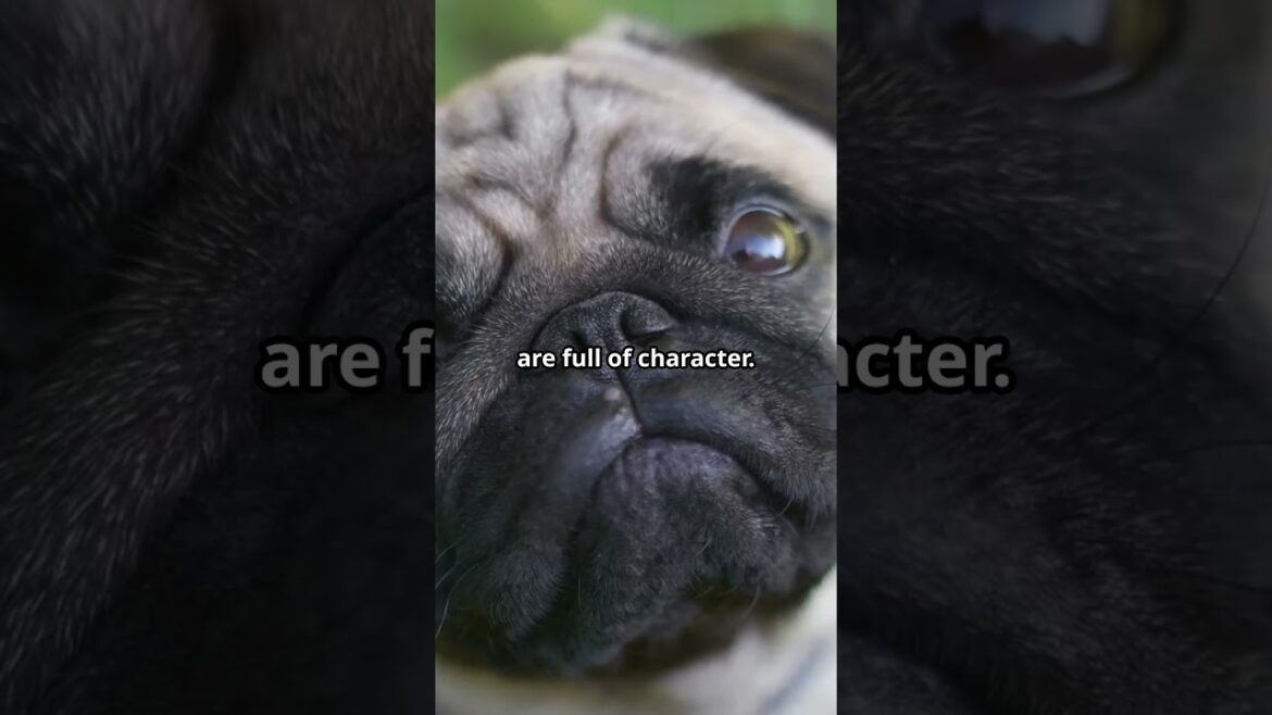 Pug Life: Why These Wrinkly Dogs Steal Hearts ❤️ #shorts  #doglover