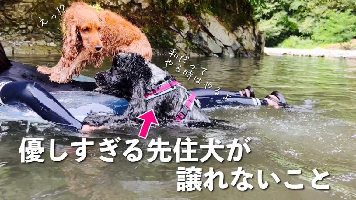 【外遊び#7】期待以上にキレイな川でした　イングリッシュコッカースパニエル「みみ」の気持ち