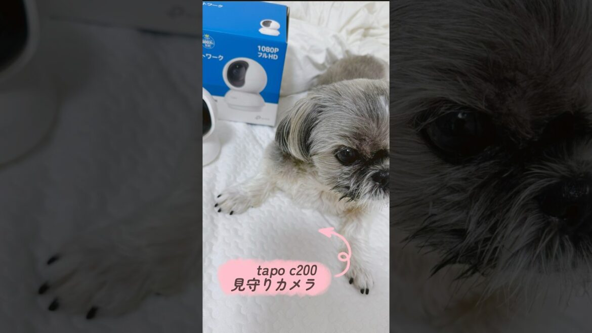 【可愛い犬 シーズー】買ってよかったもの4つ📸