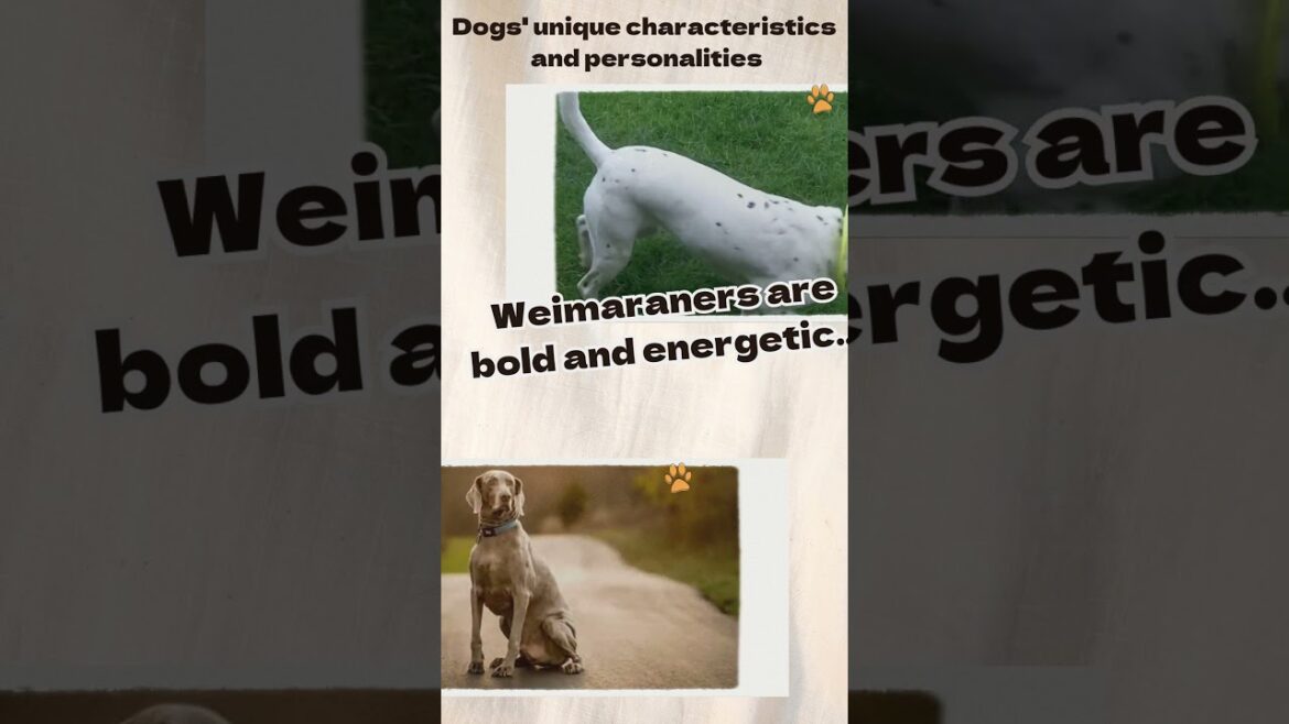 Easy to care for breeds: Weimaraner #shorts #pet #dogbreed #cute #dog Easy to care for breeds: Weimaraner #shorts #pet #dogbreed #cute #dog