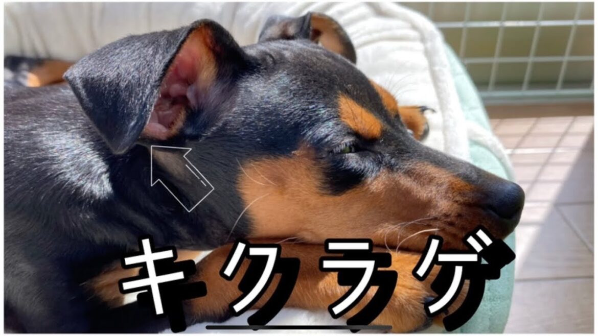ミニチュアピンシャーの耳ってキクラゲみたいですよね？