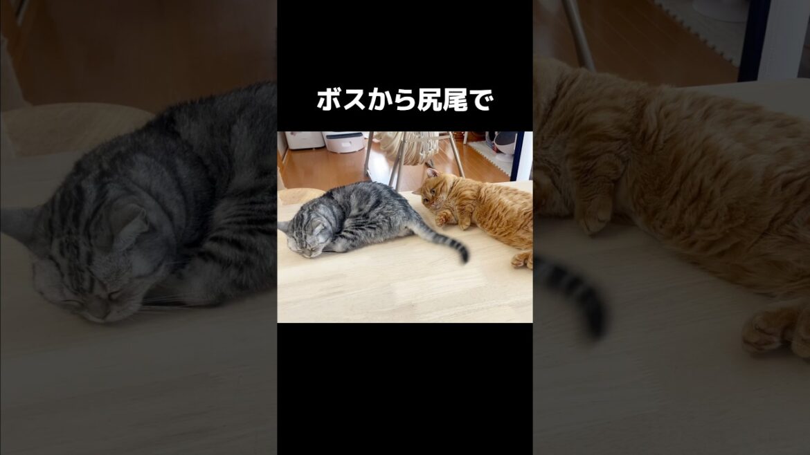 ボスから尻尾で... #猫 #マンチカン #shorts
