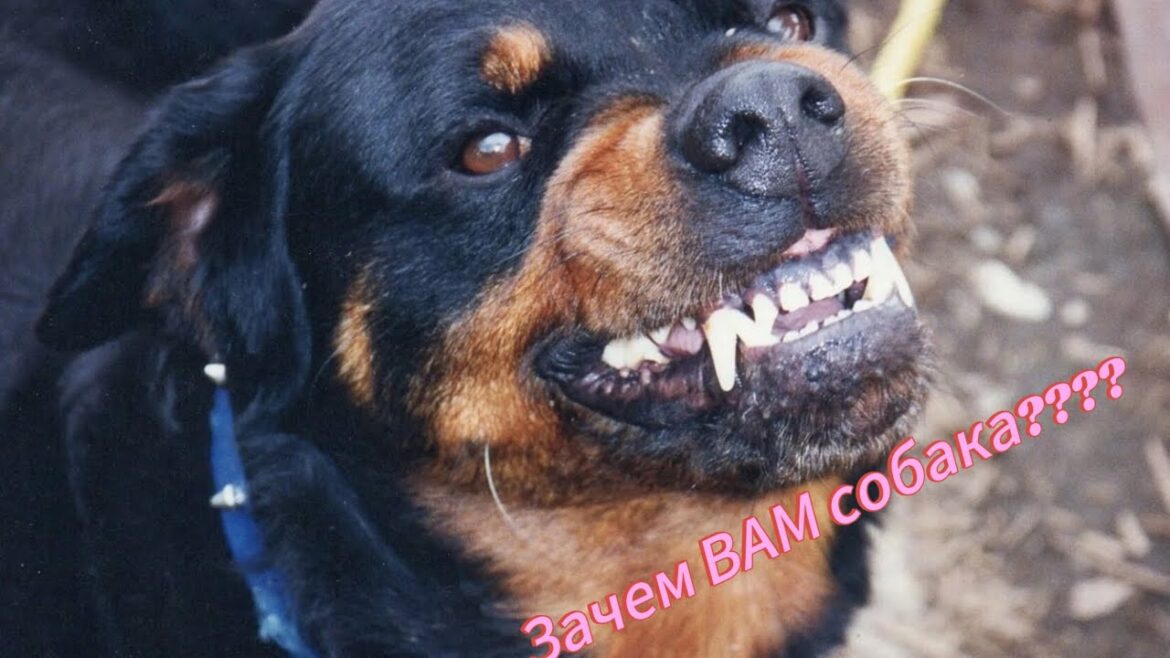 ПРАВДА! Зачем ВАМ собака? #собака #ротвейлер #rottweiler @K9Know