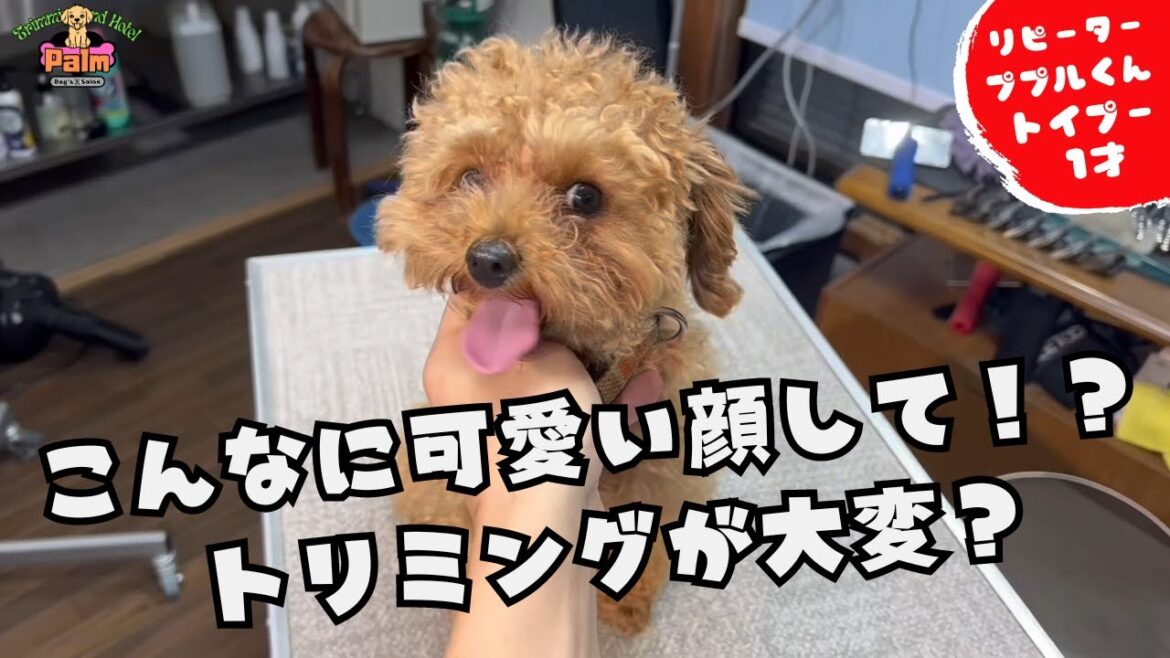 トリミングになると大暴れなトイプードルのトリミング！！