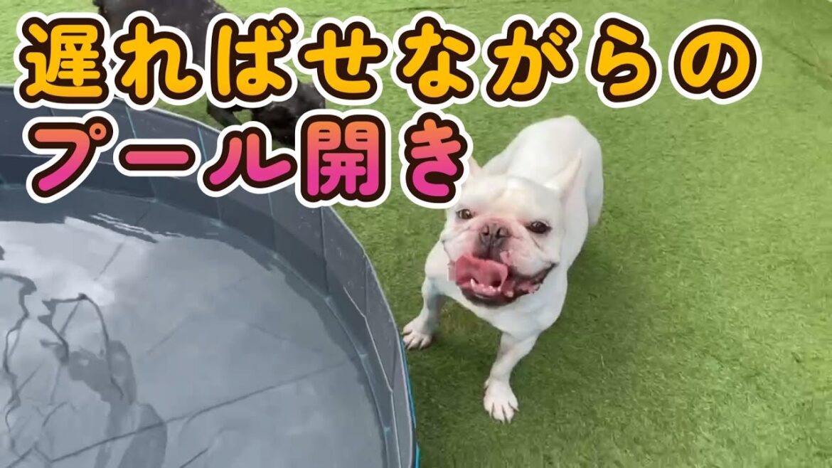 台風が去った日プール開きしました🐷🐷【フレンチブルドッグ】【Frenchbulldog】