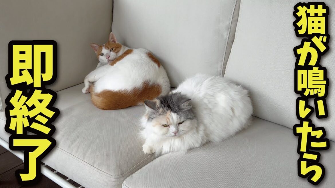 トラブルメーカーの奥さんが猫が鳴いたら即終了生配信にチャレンジします【関西弁でしゃべる猫】【猫アテレコ】 トラブルメーカーの奥さんが猫が鳴いたら即終了生配信にチャレンジします【関西弁でしゃべる猫】【猫アテレコ】