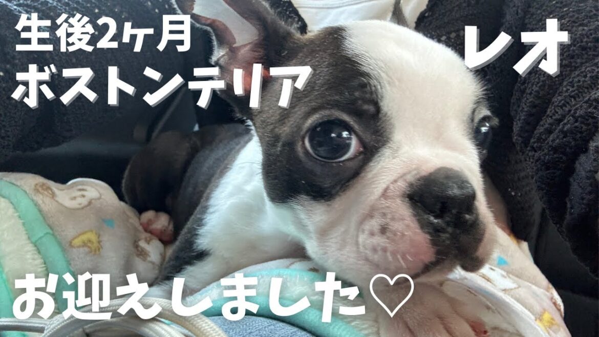 【ボストンテリア】生後2ヶ月お迎えしました♡