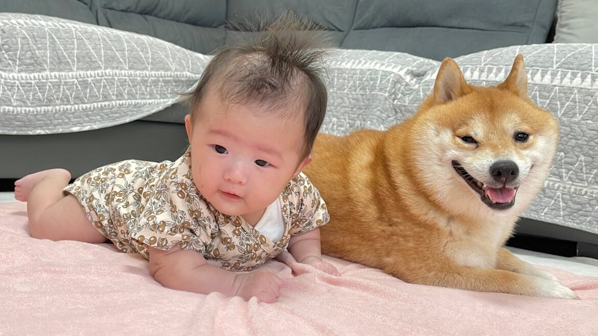 赤ちゃんにお兄ちゃんらしい姿を見せるためにハイハイのお手本を見せようとする豆柴が可愛すぎました… 赤ちゃんにお兄ちゃんらしい姿を見せるためにハイハイのお手本を見せようとする豆柴が可愛すぎました...