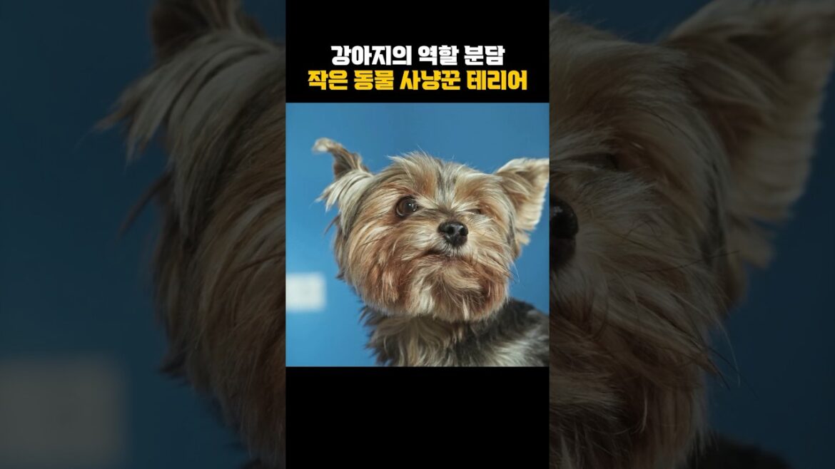 [강아지 정보] 작은 동물 사냥꾼 테리어 (FCI 3그룹)