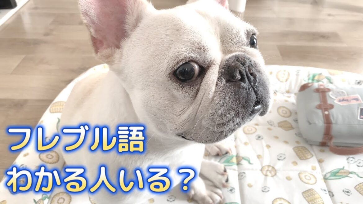 ぶーぶーお喋り上手なおじさん犬【フレンチブルドッグ frenchbulldog】
