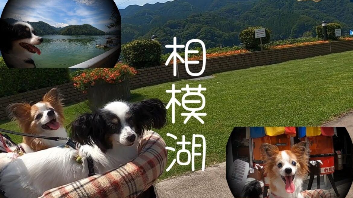 暑すぎてちょこと相模湖。概要欄にて、プチクイズです♪