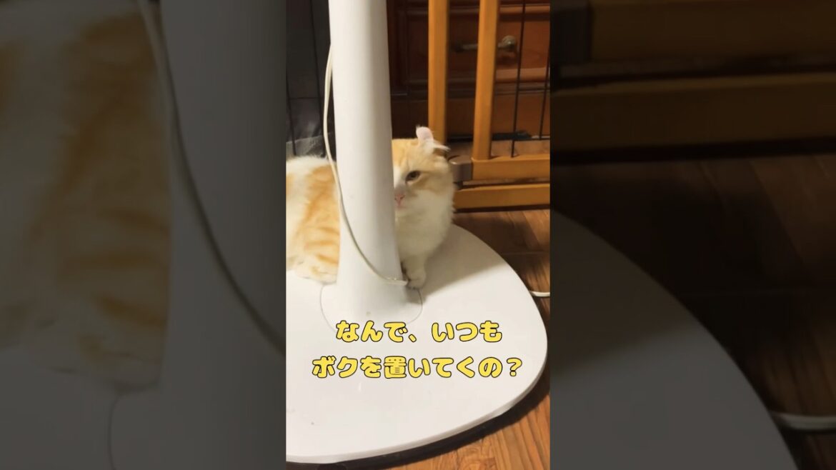 【キンカロー】家政婦みたいに覗き見する毛玉【猫】