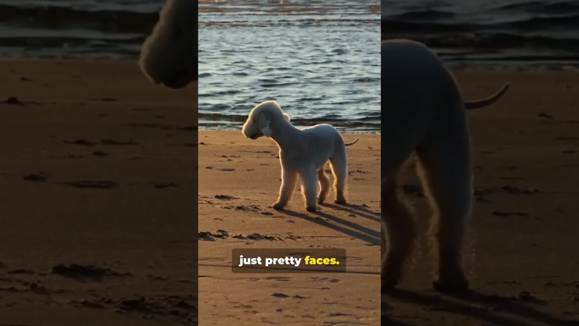 This Dog Looks Like A Sheep, But It's A Terrier? #animalhistory #dogbreed #dog #puppy