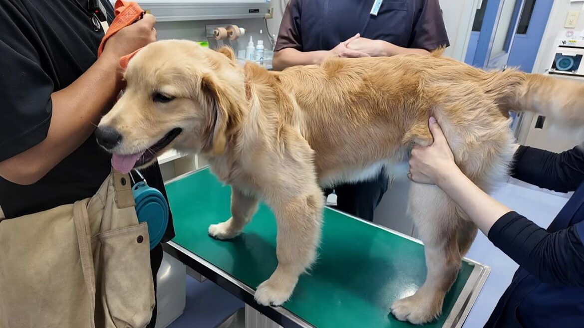健康を願い病院へ。調べまくりたどり着いた生き方とは。【Golden Retriever japan】