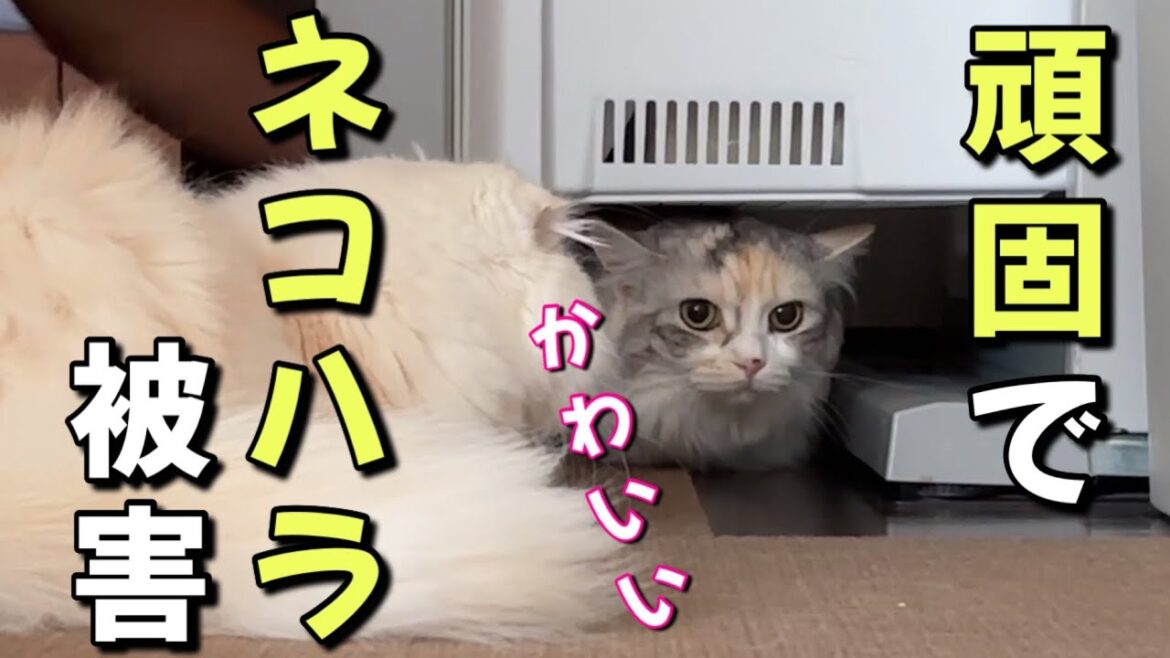 我が家の猫に頑固で可愛らしいネコハラを受けました