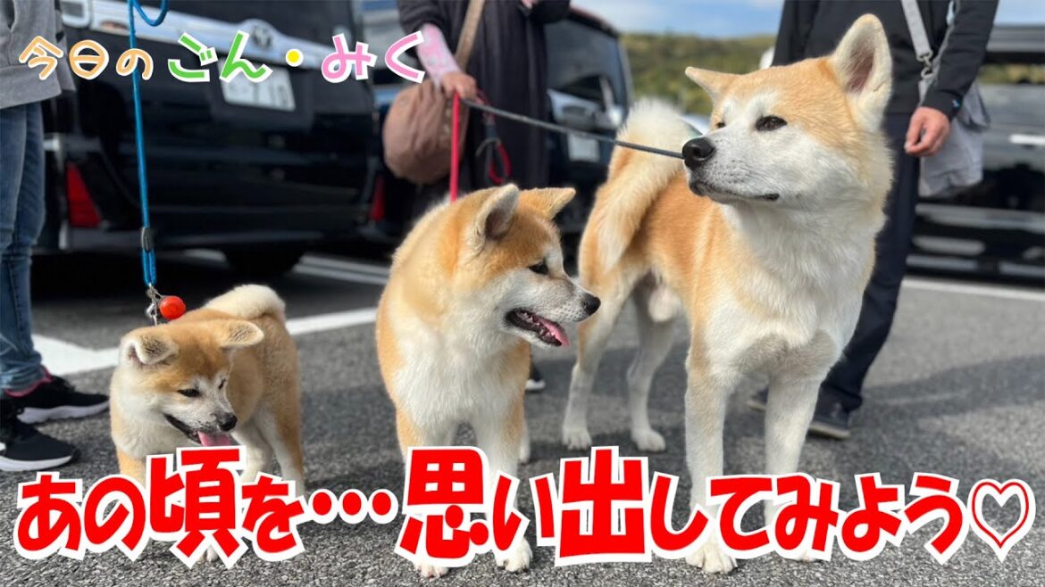 あの頃を…思い出してみよう♡　今日のごん・みく♡　秋田犬【ごん・みく チャンネル】