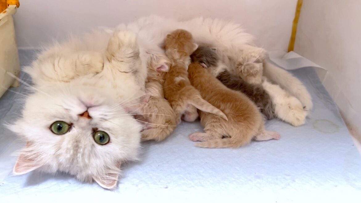 【マンチカンの子猫】産まれたてでも元気に動く子猫達の件 ～猫のいる生活Vol.1002～出産動画 マンチカン短足・ミヌエット・ペルシャ猫専門ブリーダー『ペット蔵人』【子猫の成長記録】