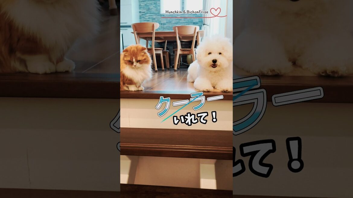 【マンチカン＆ビションフリーゼ】もじゃもじゃには暑くてたまんない季節 【犬と猫、両方飼ってると毎日かわいい♥】