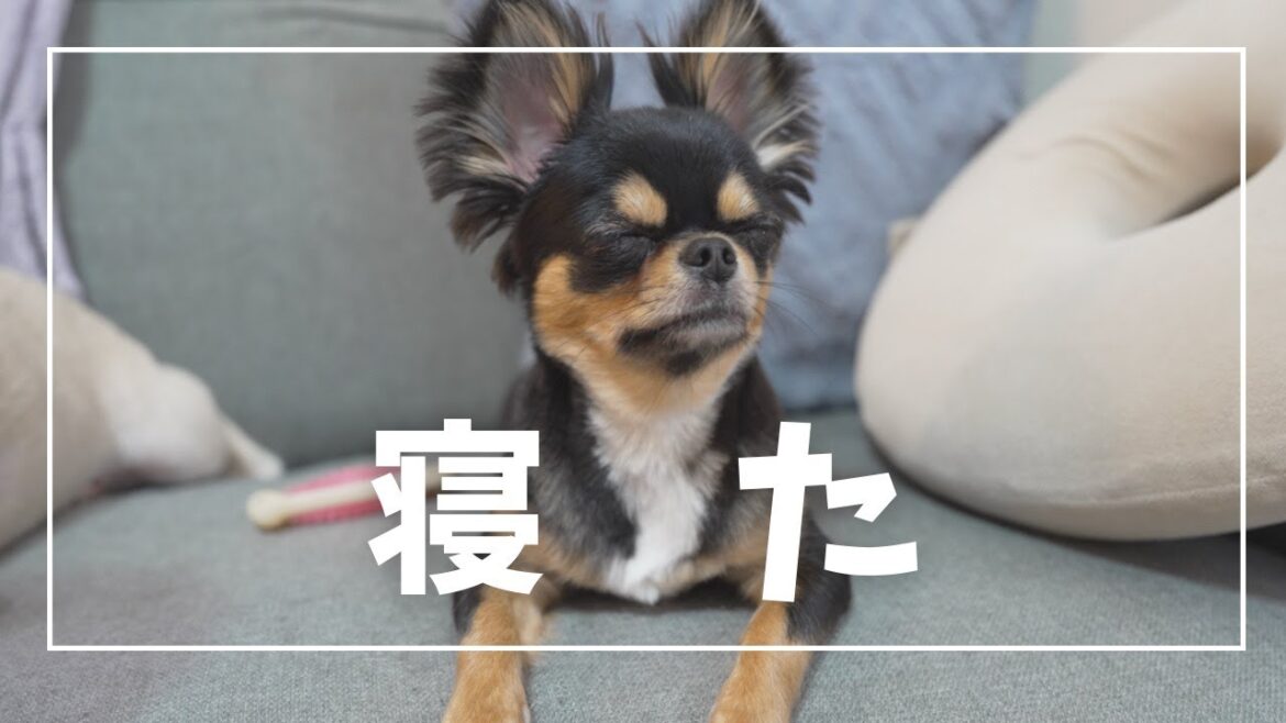 愛犬たちにモデル犬に向いているか適正チェックした結果がやばすぎたw