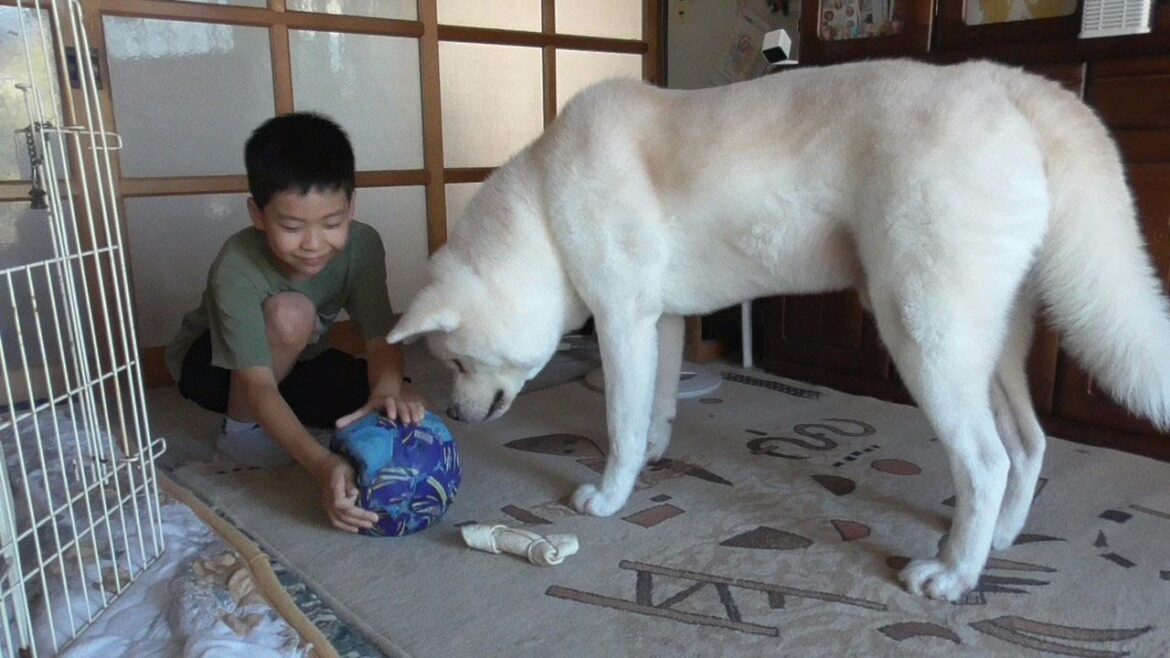 【秋田犬ゆうき】約束していた青いサッカーボールを持って弟くんが一人で遊びに来てくれました【akita dog】