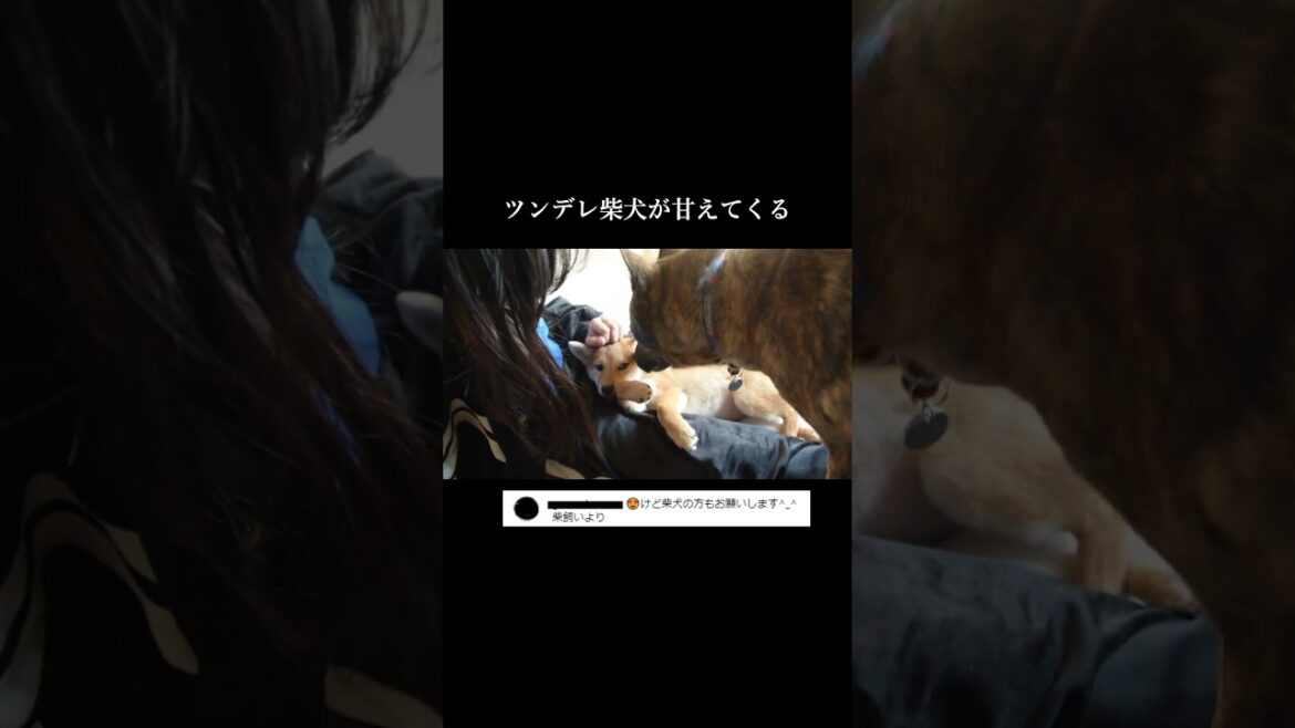 ツンデレ柴犬が甘えてきて可愛い！！　#柴犬 #甲斐犬 #youtubeshorts