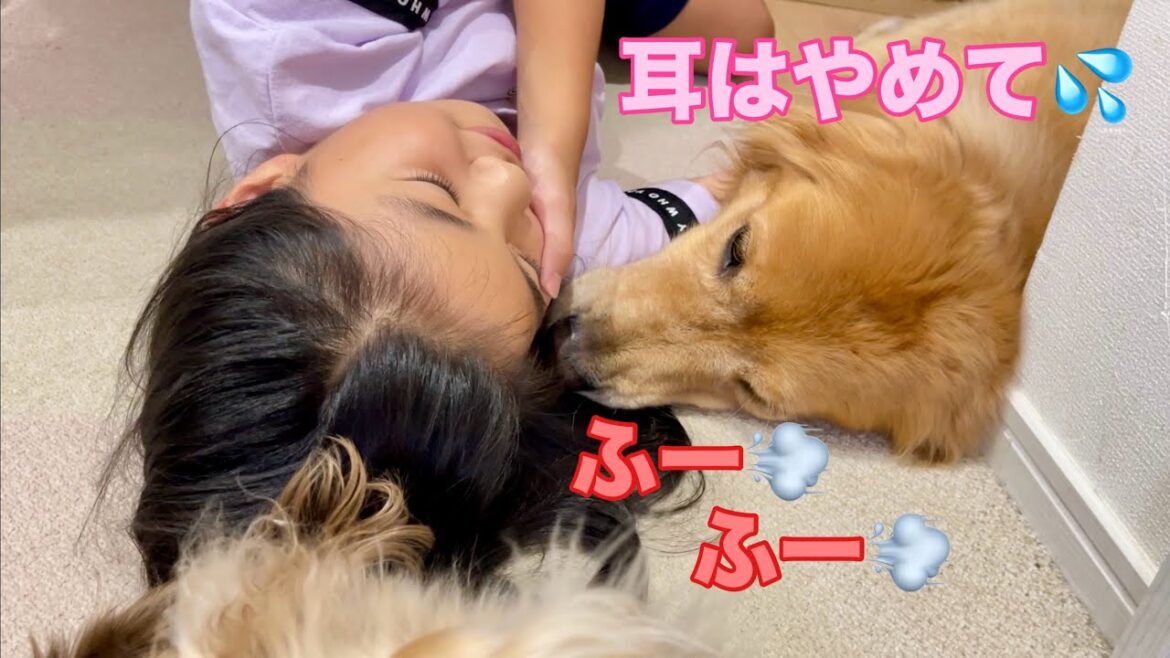 娘の反応が楽しくて耳ふーふーしちゃう大型犬クッキー【ゴールデンレトリバーとミニチュアダックスフンド】