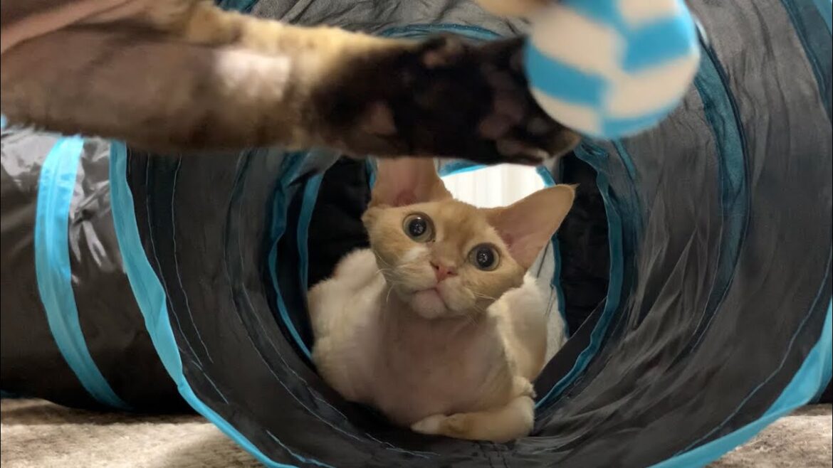 デボンレックス兄弟はトンネルおもちゃが大好きです(Devon Rex brothers enjoying the tunnel-shaped toy)