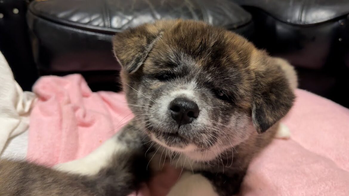 夏バテのあなたに癒しの動画　秋田犬の赤ちゃんにメロメロ