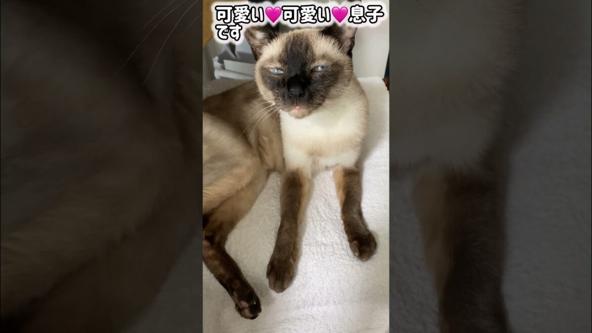 シャム猫ムーン🌙チャンネル・完全復活🌟 #しゃむねこ #siamese＃MOON