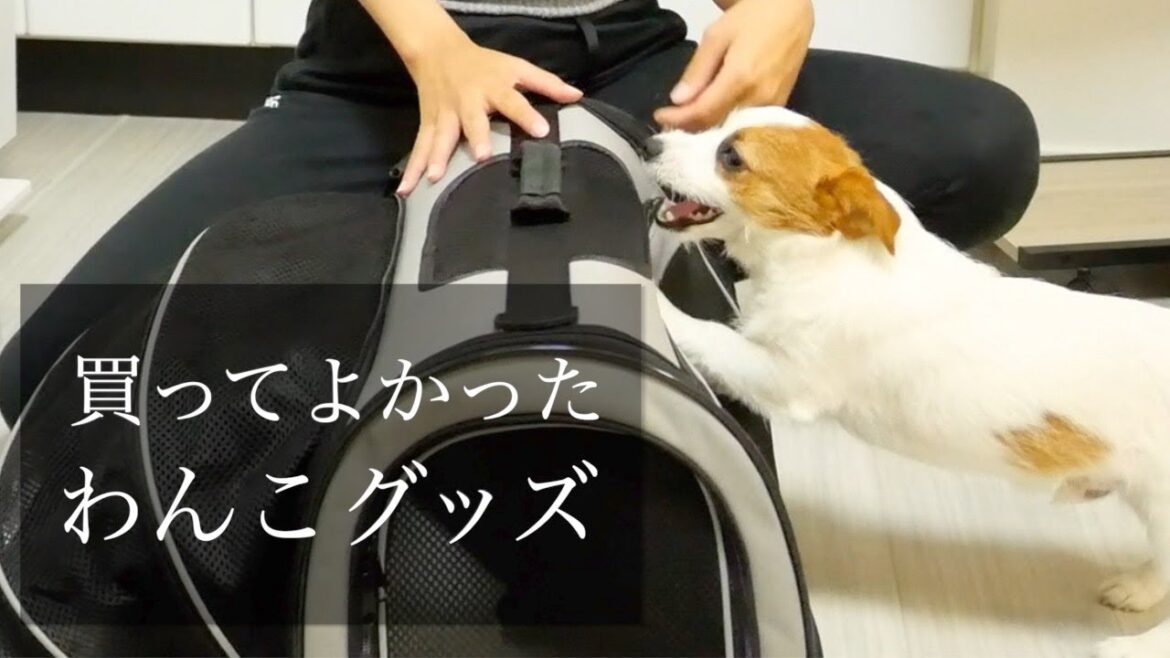 個人的に買ってよかったと思う犬用品/ジャックラッセルテリア/puppy