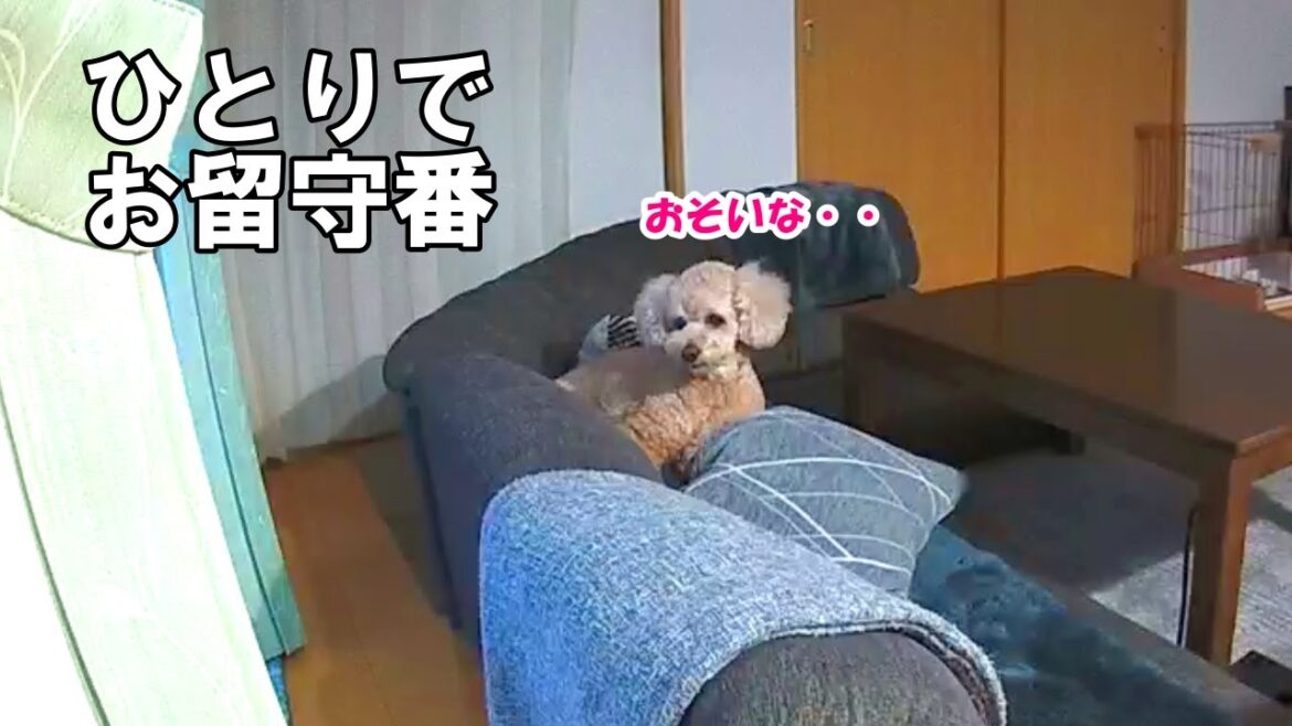 寂しがり屋の大きいトイプードルの長時間お留守番を隠し撮りしてみた【デカプー】【トイプードルのロアくん】【toy poodle】