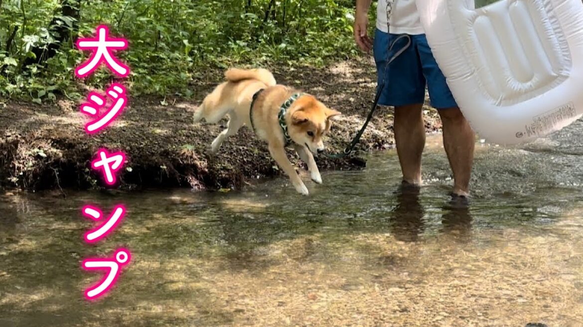 とんでもなく浅い川に大ジャンプで飛び込むビビりな柴犬が可愛い