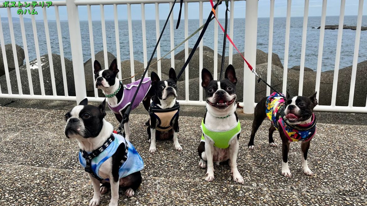 ボステリ５頭で行く！夏夜の江ノ島ぶらり旅